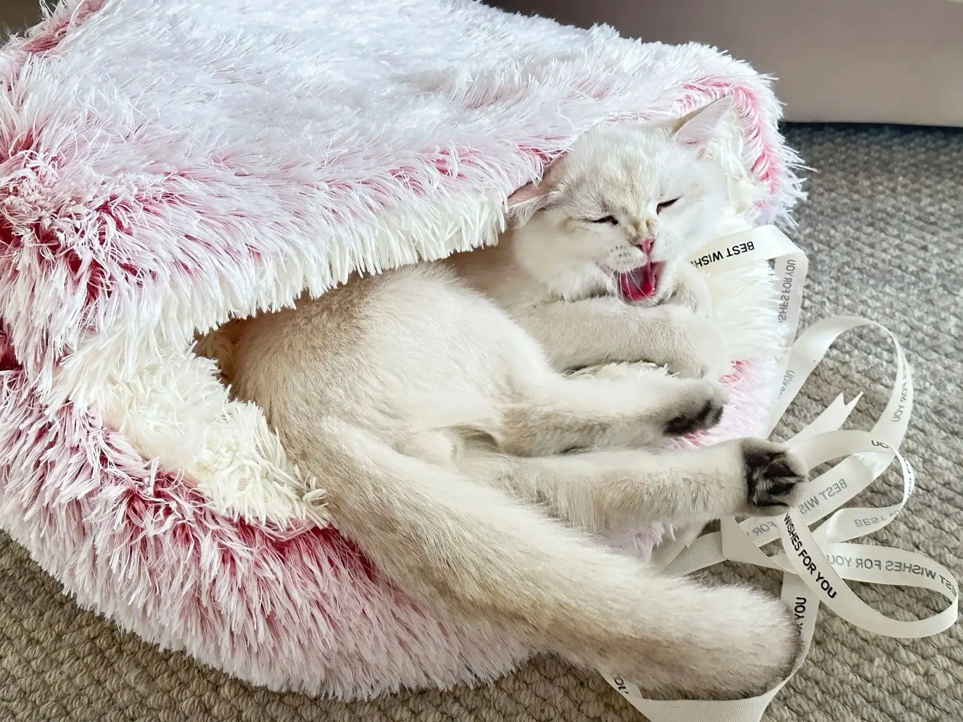 Cozy Dog and Cat Bed - Classicenvision